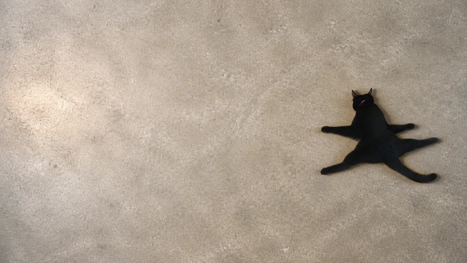 Sploot Cat alone on an enormous concrete floor